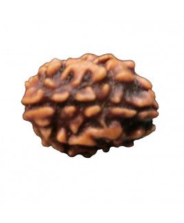 3 MUKHI RUDRAKSHA