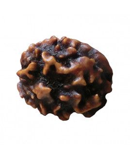 3 MUKHI RUDRAKSHA