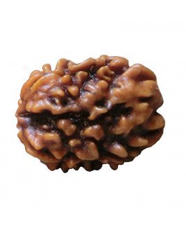 3 MUKHI RUDRAKSHA