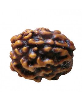 3 MUKHI RUDRAKSHA