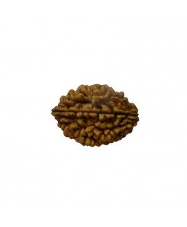 2 Mukhi Rudraksha 