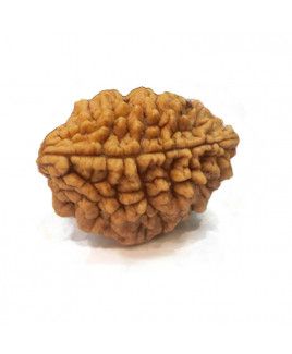 2 Mukhi Rudraksha 