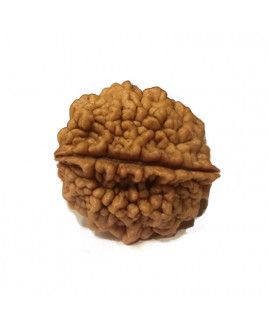 2 Mukhi Rudraksha 