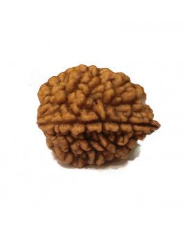 2 Mukhi Rudraksha 